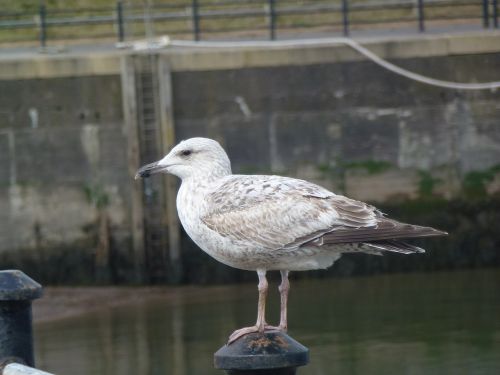 bird nature water