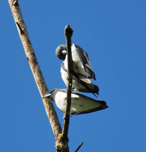 bird beak nature