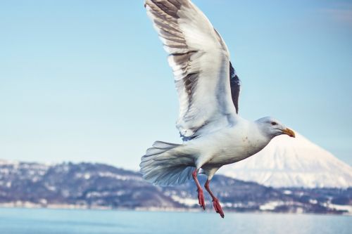 bird nature sea