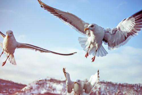 bird nature sky