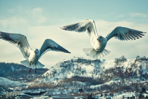 bird nature waters