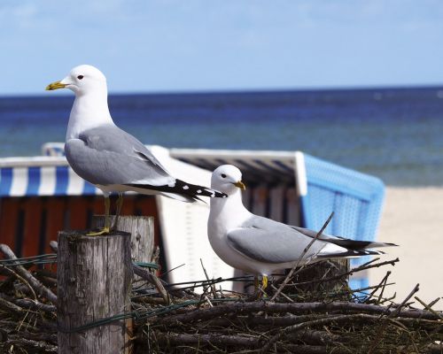 bird animal world seagull