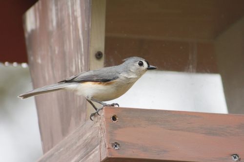 bird outdoors tufted titmouse