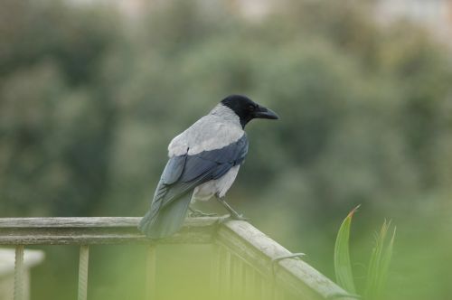 bird wildlife nature