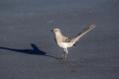 bird wildlife nature