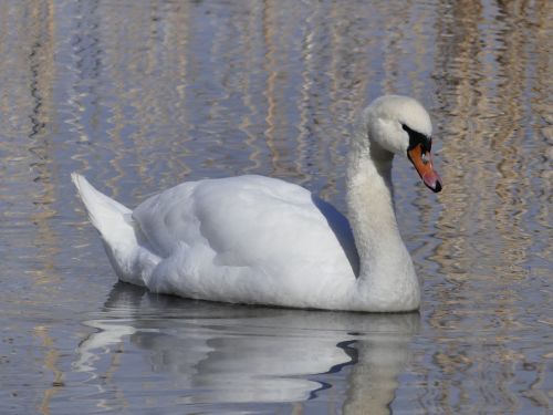 bird waters swan