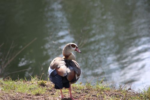 bird nature animal world