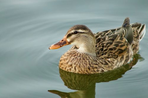 bird duck wildlife