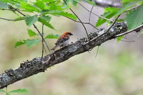 bird wild animals natural