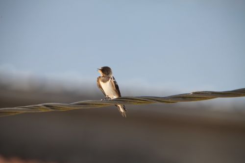 bird nature outdoor