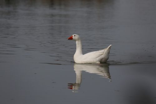 bird waters duck