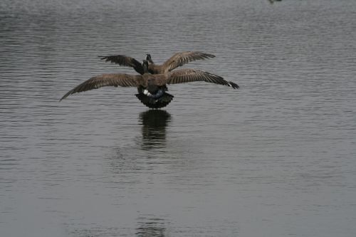 bird wildlife water