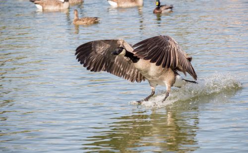 bird wildlife water