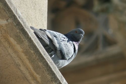 bird nature pigeon