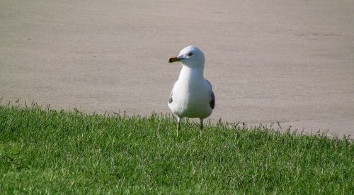 bird wildlife nature