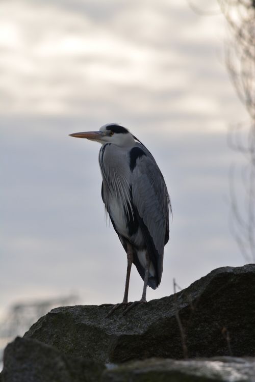 bird animal world nature