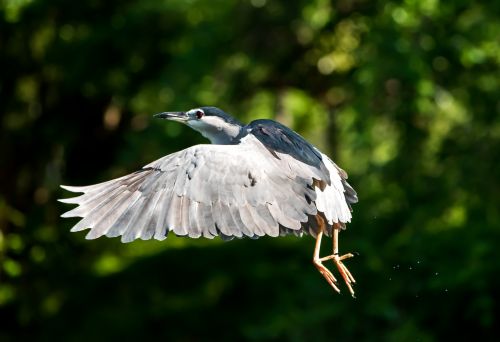 bird wildlife nature