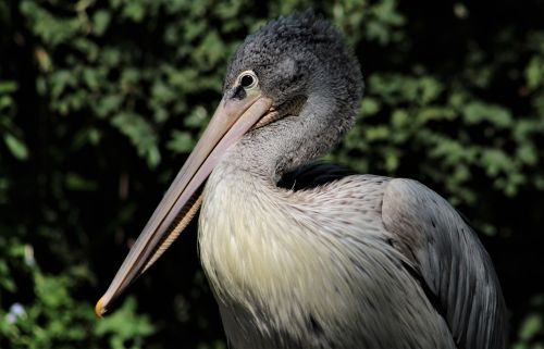 bird wildlife nature