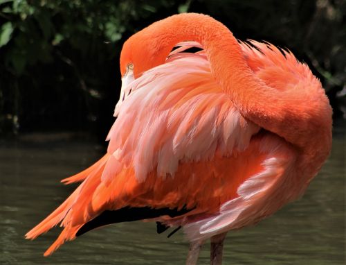 bird feather flamingo