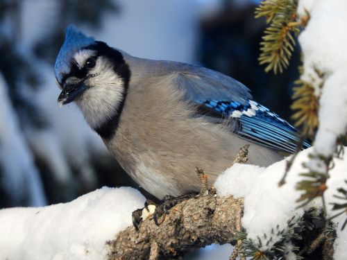 bird wildlife nature