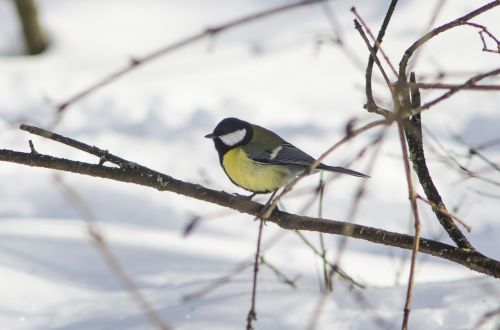 bird nature living nature