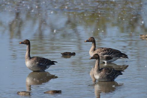 bird pond geese