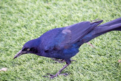 bird nature grass