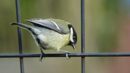 bird fauna nature