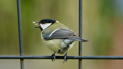 bird fauna nature