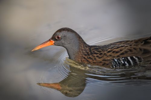 bird animal world nature