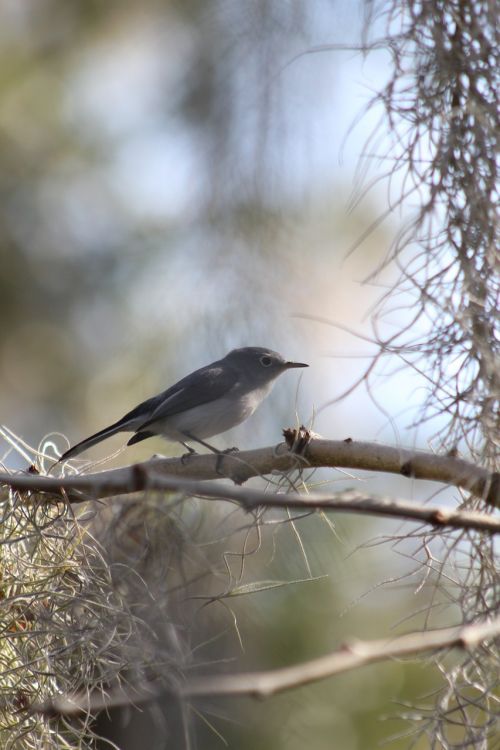 bird nature wildlife