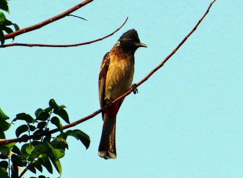 bird red-vented bulbul pycnonotus cafer