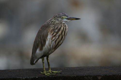 bird wildlife nature