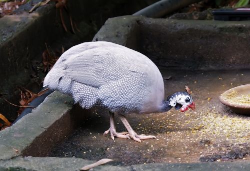 bird animal feather