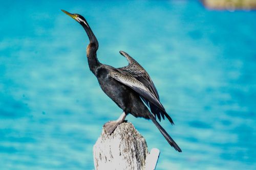 bird snake bird canberra