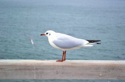 bird sea waters