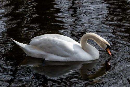 bird waters nature