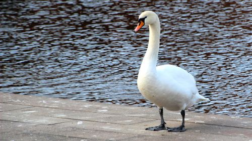 bird waters nature