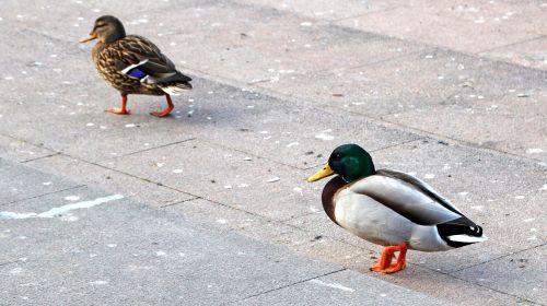 bird nature duck