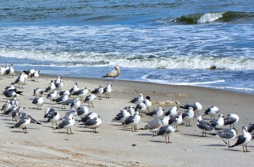 bird sea seagulls