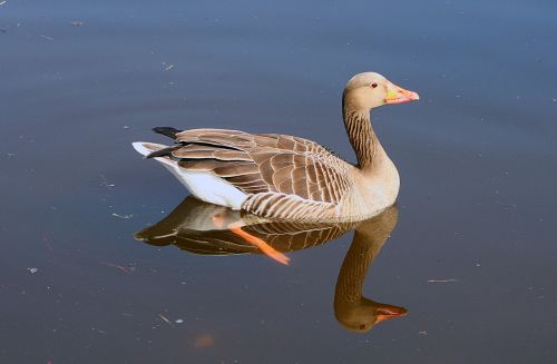 bird animal world goose