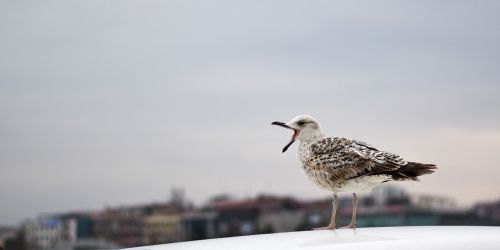 bird nature sea