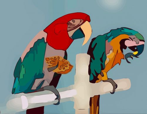 bird parrot nature