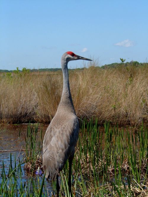 bird wildlife nature