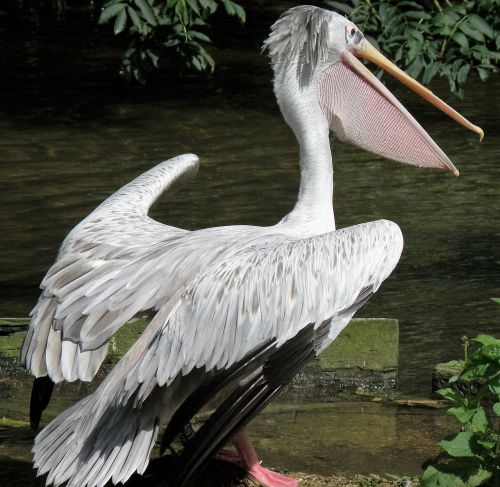 bird pelican nature