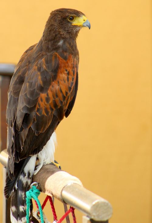 bird raptor eagle
