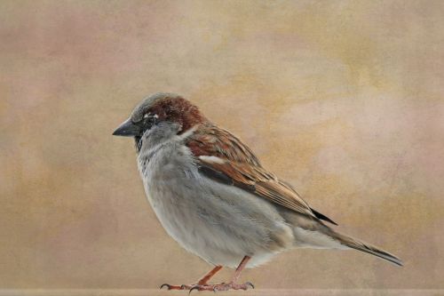 bird animal world sparrow