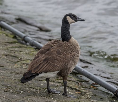 bird wild goose animal world