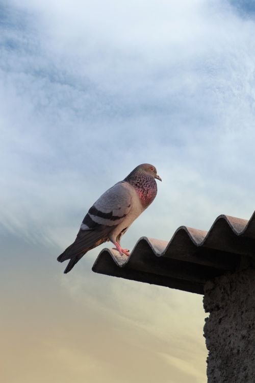 bird nature pigeon