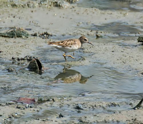 bird wildlife water